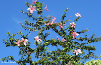 Pink hibiscus tree, Diamond Head State Monument trail - Oahu, HI