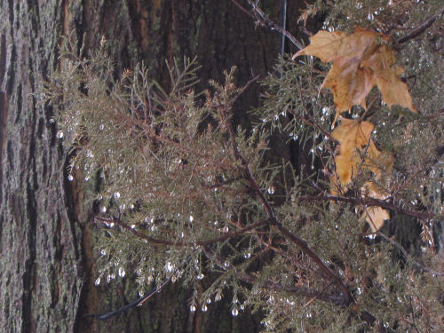 raindrops on cedar