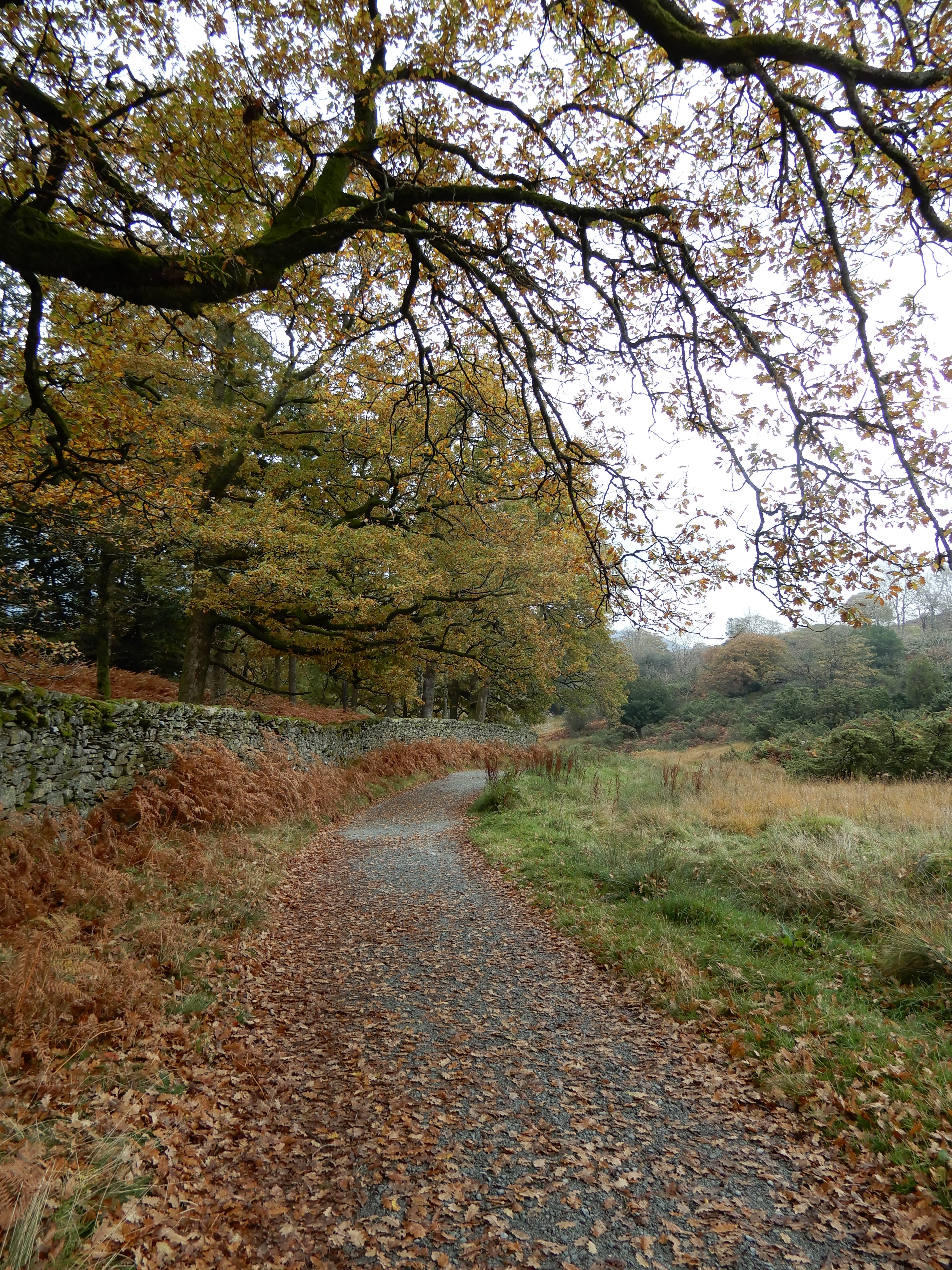 Autumn leaves on the ground