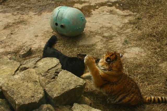 interspecies friendships, a dog and tiger, funny animal photos, animal pictures, dog and tiger cub at the zoo, dog and tiger are friends