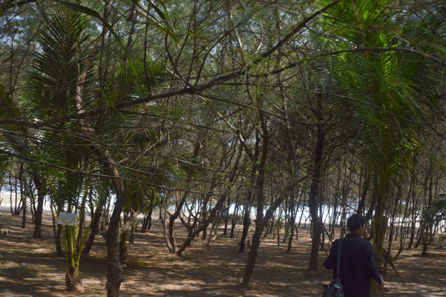 PESONA LAGUNA YANG MEMBELAH GUMUK PASIR DI PANTAI LEMBUPURWO, KEBUMEN