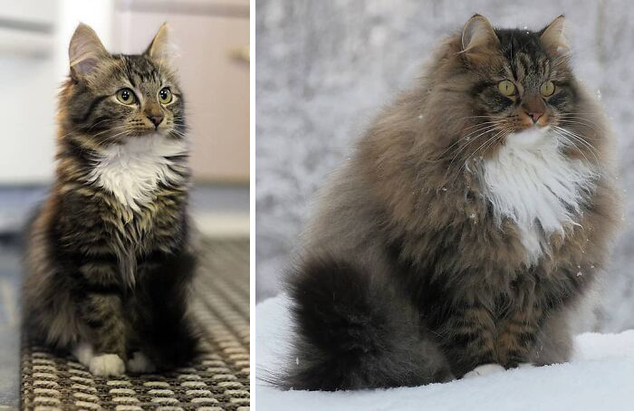 Amazing Transformations From Kitten To Cat