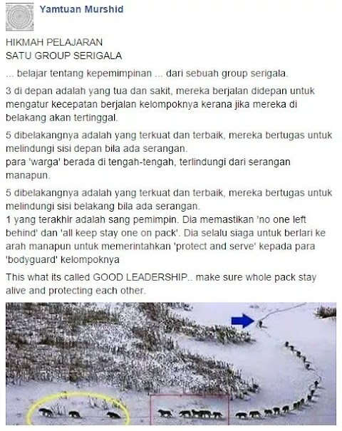 KISAH SEKUMPULAN SERIGALA :)