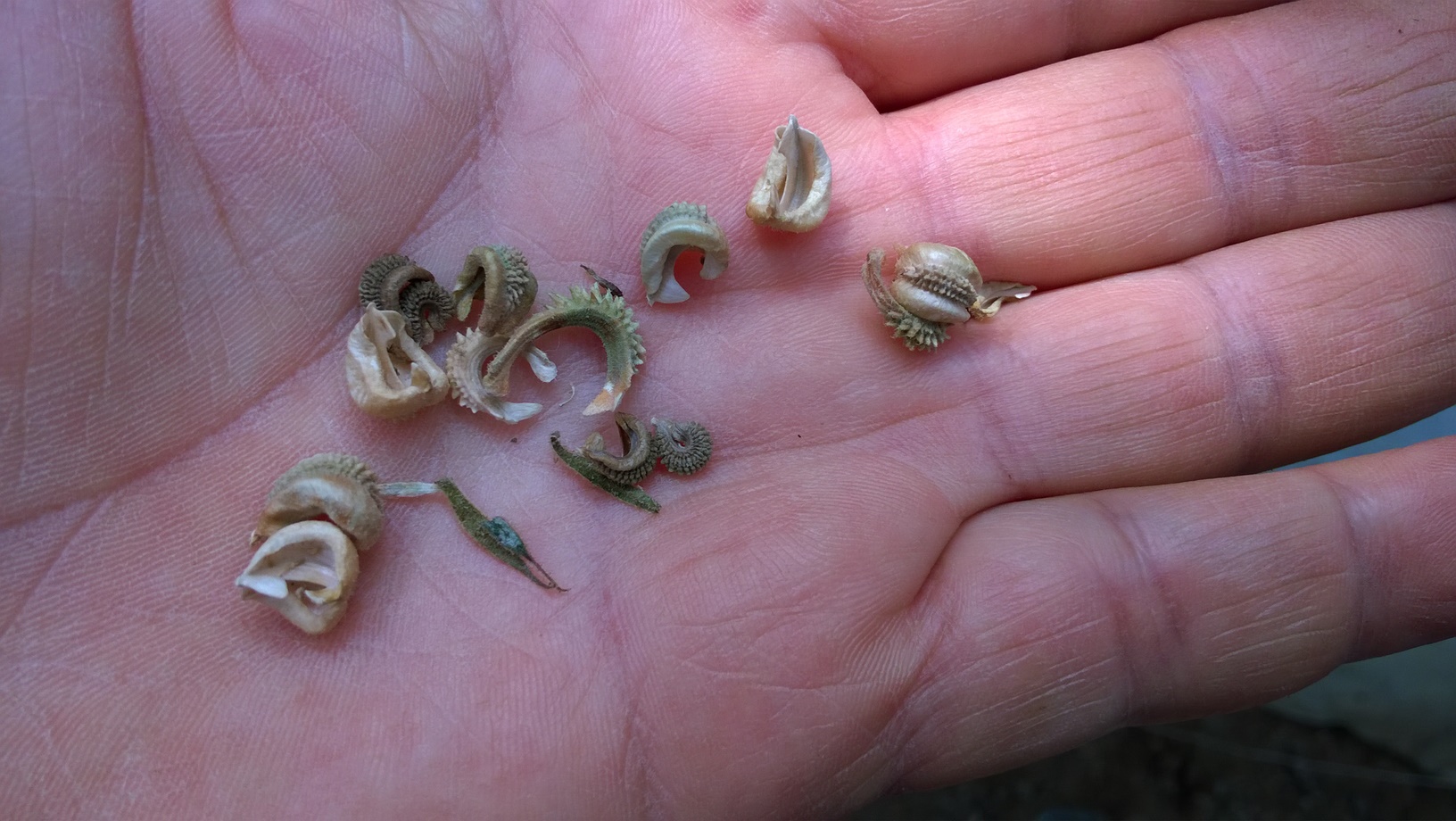 Calendula seeds are more tightly curved while others are shaped more on the order of crescent moon.