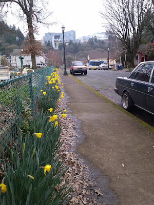 spring daffodils blooming