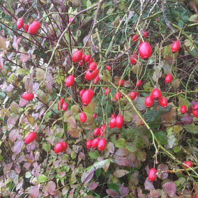 Close up of several red rosehips in a bush