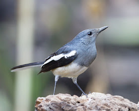 Tips cara merawat burung kacer