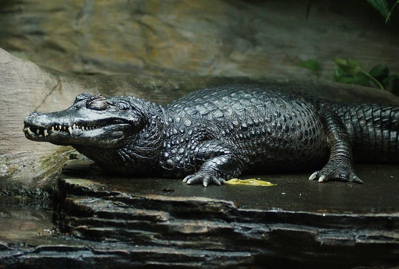 A Black caiman