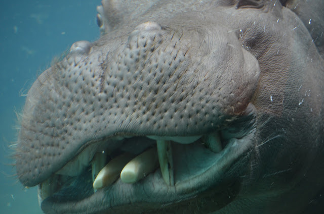 An underwater close-up of Herbie's snout with fighting teeth visible.