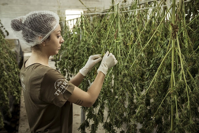 Key Things You Have To Know About Full-Spectrum Hemp
