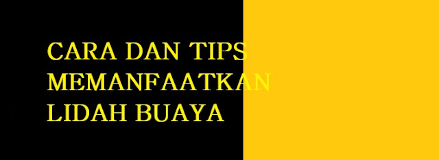 CARA DAN TIPS MEMANFAATKAN LIDAH BUAYA