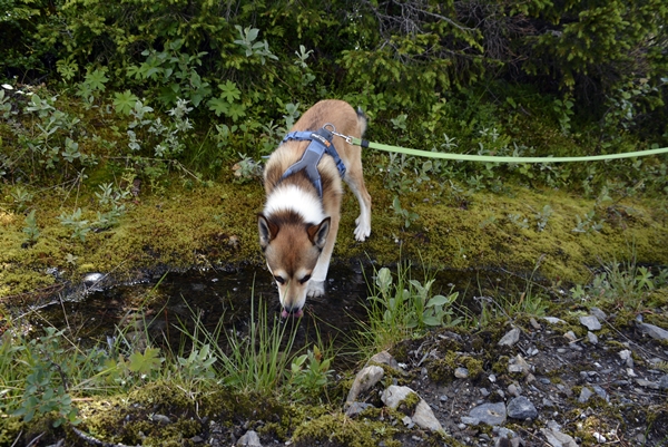 Buvasstølan Vardefjell stolpejakt  lundehund