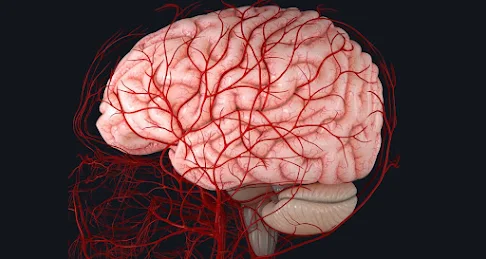 How to Increase Blood Flow to Brain Instantly and Naturally: Improve The Blood Circulation Of The Brain