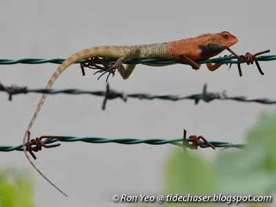 Changeable Lizard (Calotes versicolor)