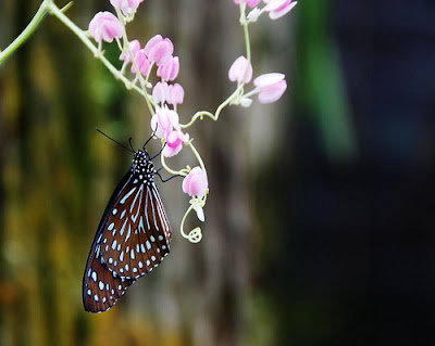 Butterfly [EXPLORE] Wallpapers