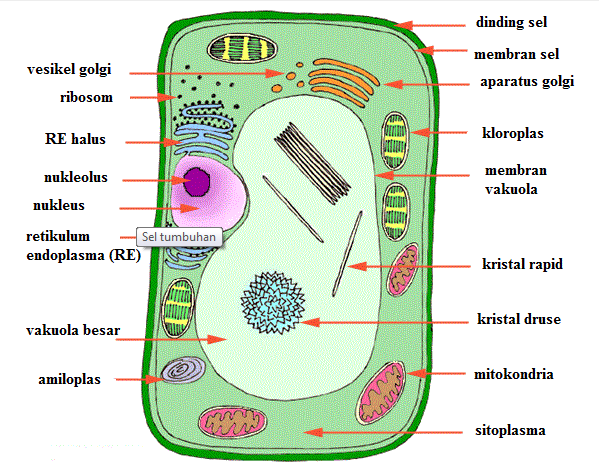 Contoh Format Laporan Praktikum Biologi Contoh 84