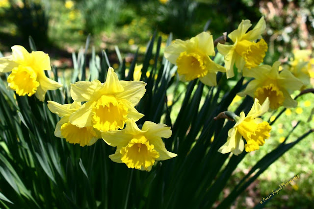 daffodils