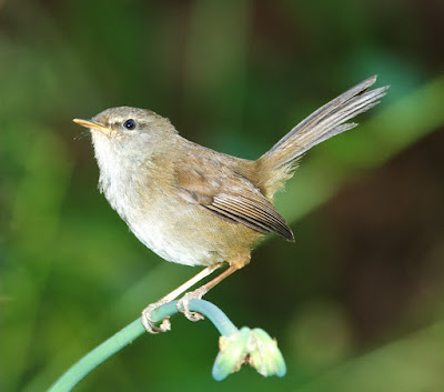 Sunda Bush-warbler (Cettia vulcania oreophila)