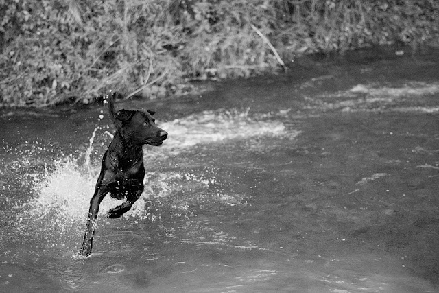 Perro corriendo en el agua en blanco y negro