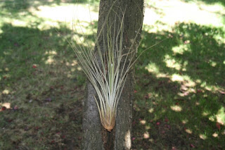 tillandsia juncea