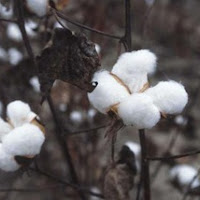 India: Domestic shortage forces mills to ship in more cotton