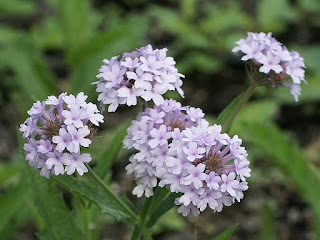 Verbena rigida 'Polaris'