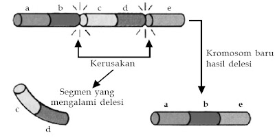  Perubahan struktur fisik kromosom sanggup terjadi pada lokasi atau jumlah gen dalam kromoso Pintar Pelajaran Penyebab dan Contoh Perubahan Struktur Kromosom, Proses / Mekanisme, Mutasi