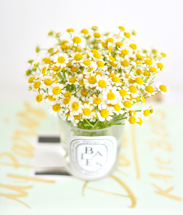 Chamomile Blooms