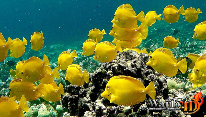 Mengenal Teknologi Budaya Yellow Tang