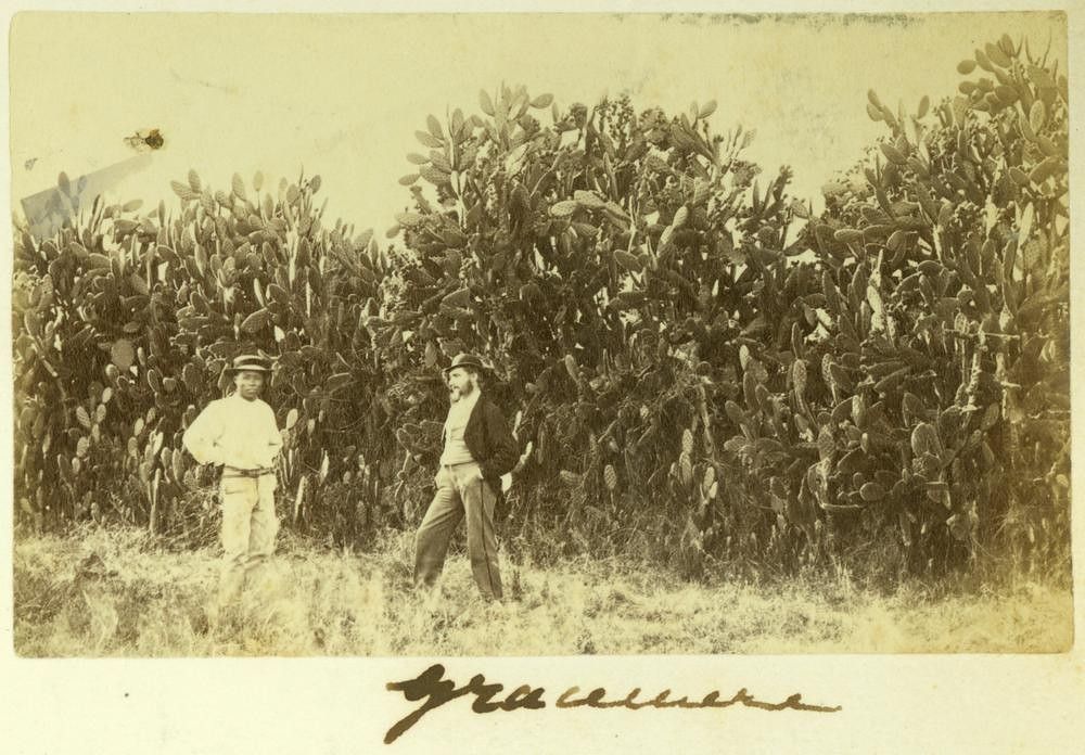 Prickly pear hedges on the property at Gracemere, Queensland, ca. 1872.