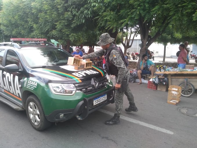 Polícia Ambiental apreende 14 pássaros silvestres, neste domingo (07), em Juazeiro do Norte.
