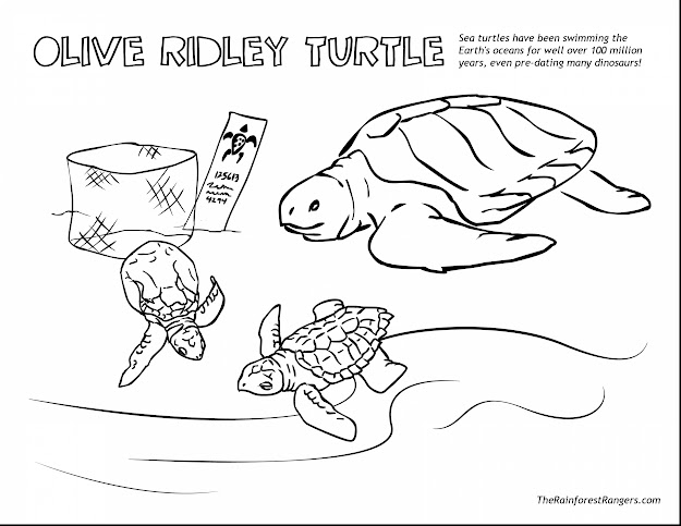Remarkable Sea Turtle Coloring Pages With Rainforest Coloring Pages And  Rainforest Scene Coloring Pages