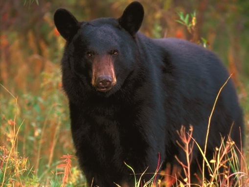 list of major species bears_www.wonders-world.com_1200