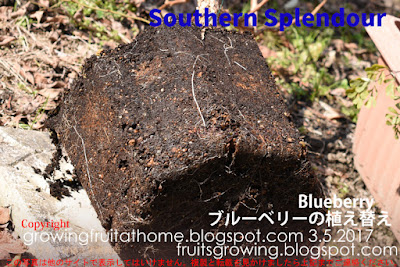 サウザンスプレンダーの植え替えBlueberry Southern Splendour