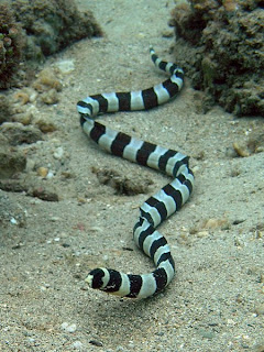 Barred Snake Eel
