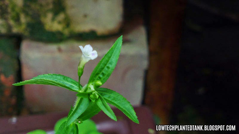 flowering aquatic plant