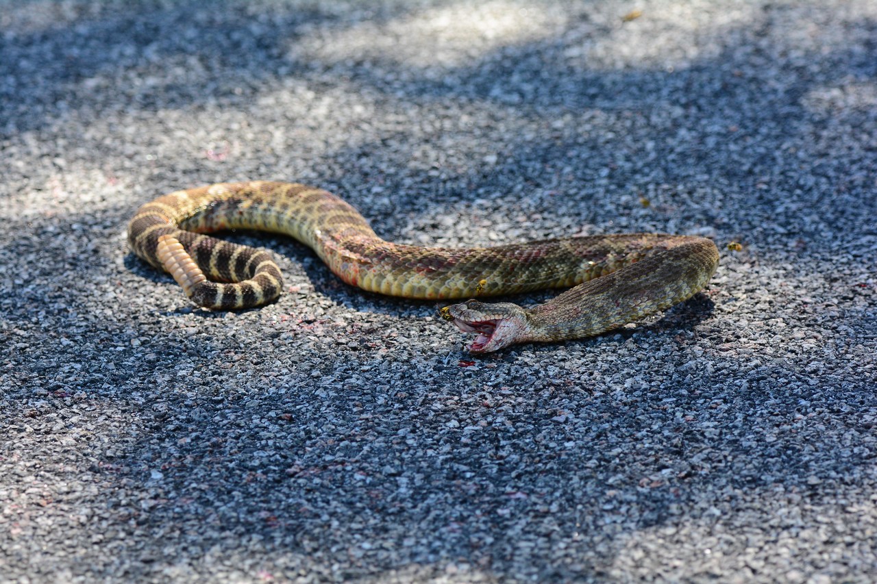 Crotalus oreganus