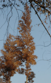Фото Виталия Бабенко: соцветие тростника