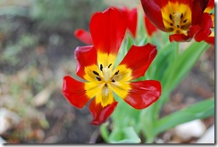 FebMarch10 192