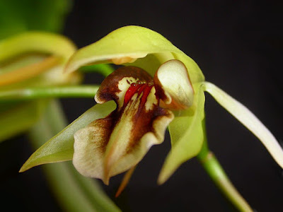 Coelogyne fuscescens care and culture