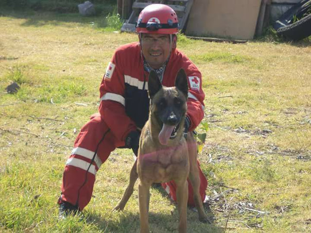  Balto, el perro rescatista de Oaxaca da su apoyo a la CDMX