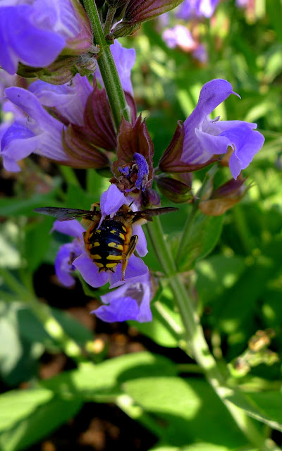 Common Sage Flowers and Bee