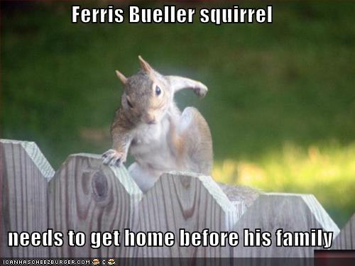 Weird Funny Photos: Ferris Bueller Squirrel