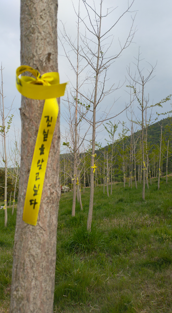 FoRest in Peace, il bosco dedicato alle vittime del Sewol