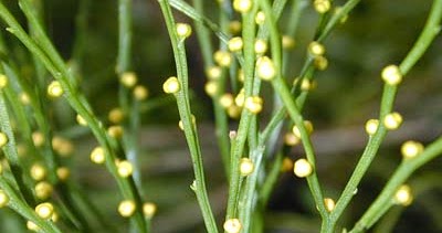 klasifikasi tumbuhan paku ( pteridhopyta ) | GANGSAR