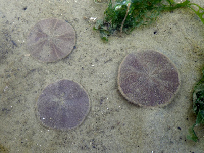 Sand Dollars (Arachnoides placenta)