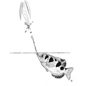 11-Archerfish-Lindsey-Robson-www-designstack-co
