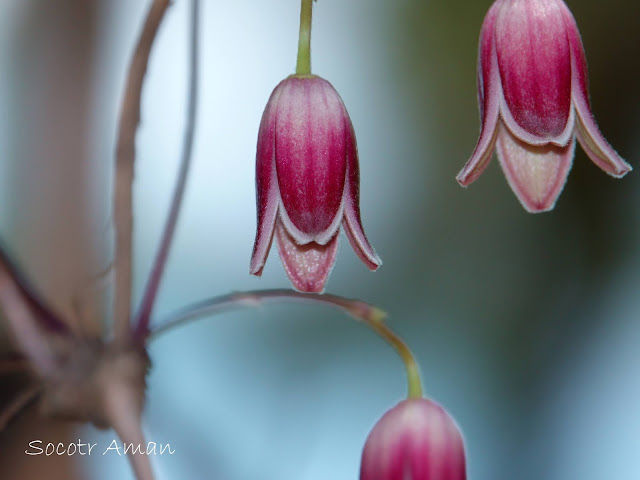 Clematis japonica