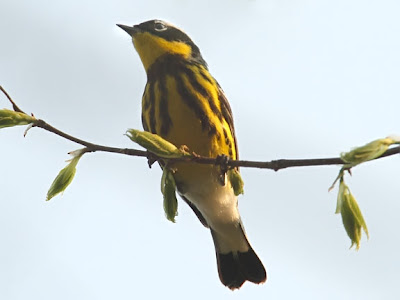 Magnolia Warbler