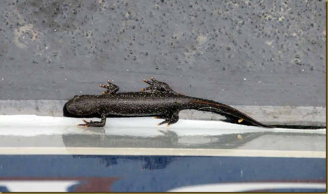 IMG_3745 IMG_3745